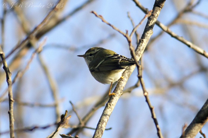 Yellow-browed Warbler