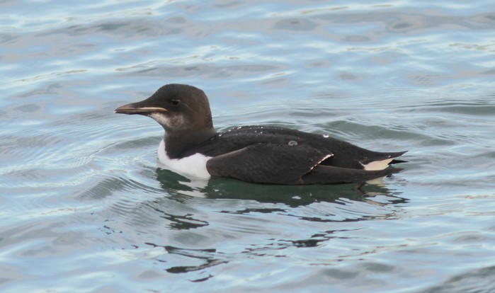 Brunnich's Guillemot
