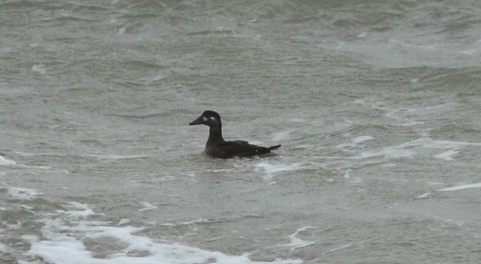 Surf Scoter