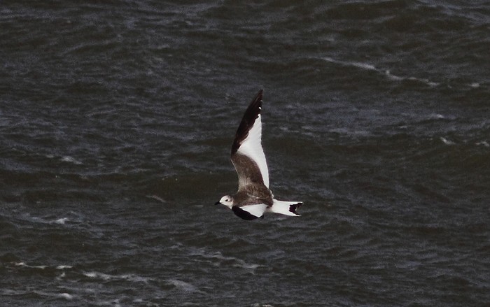 Sabine's Gull