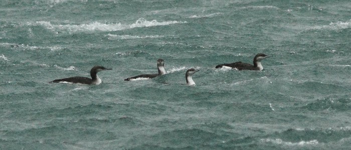 Black-throated Diver