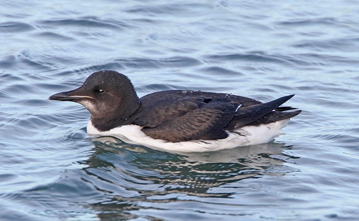 Brunnich's Guillemot