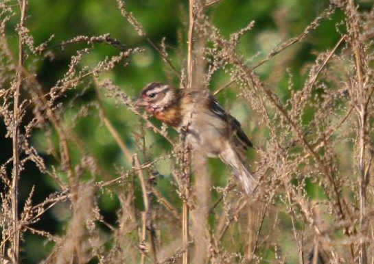 Rose-breasted Grosbeak
