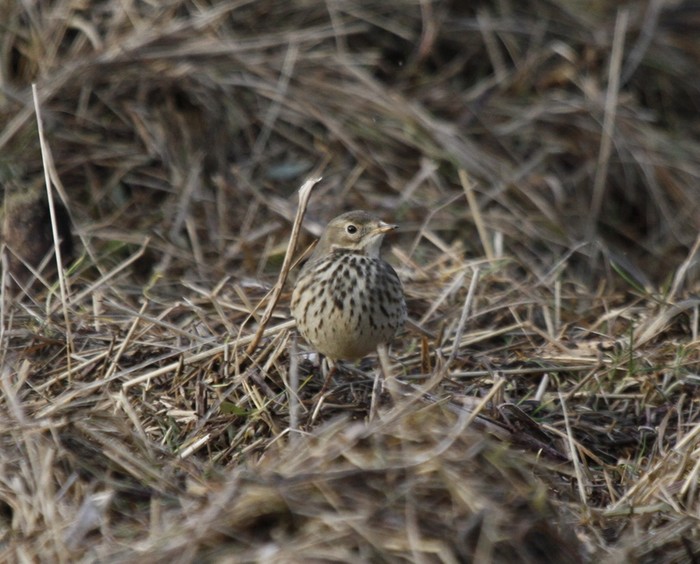 American Buff-bellied Pipit