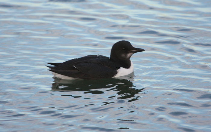 Brunnich's Guillemot