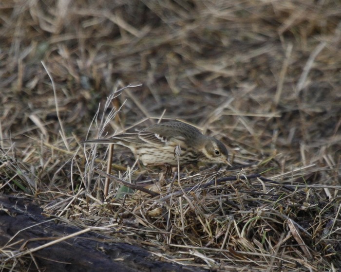 American Buff-bellied Pipit