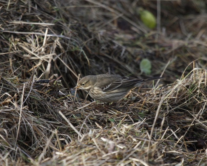 American Buff-bellied Pipit