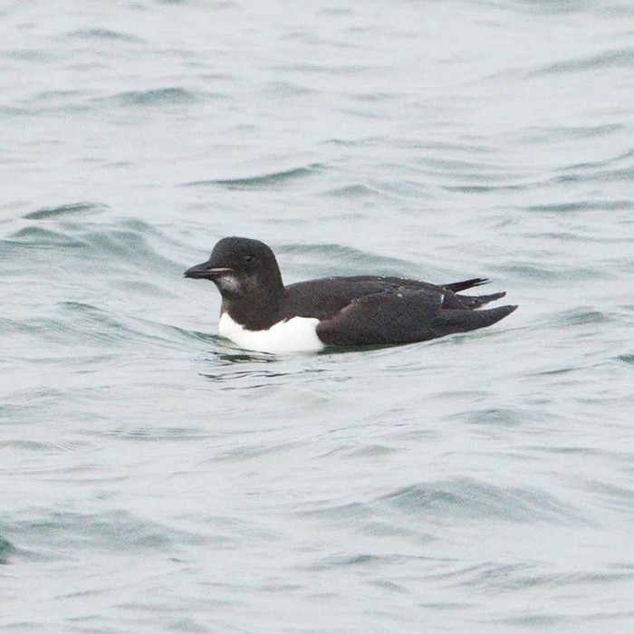 Brunnich's Guillemot