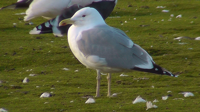 Caspian Gull