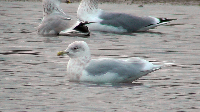 Iceland Gull