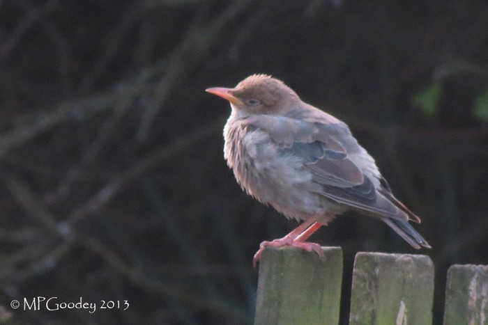 Rose-coloured Starling