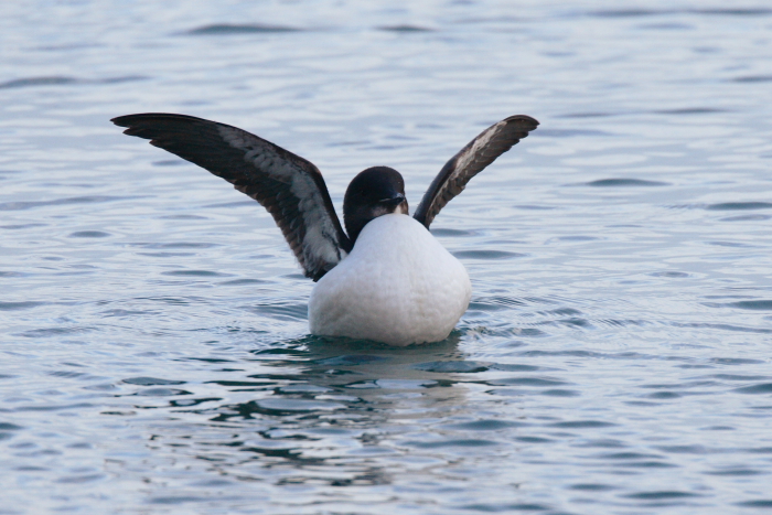 Brunnich's Guillemot