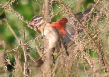 Rose-breasted Grosbeak