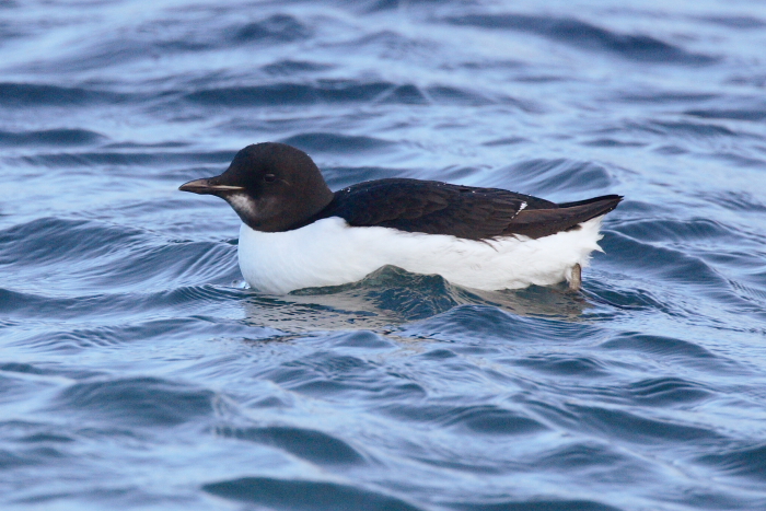 Brunnich's Guillemot