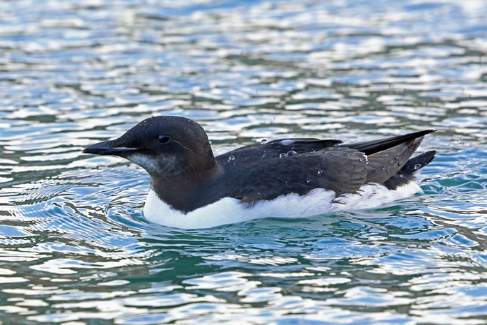 Brunnich's Guillemot