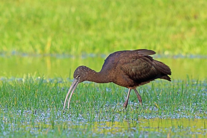 Glossy Ibis