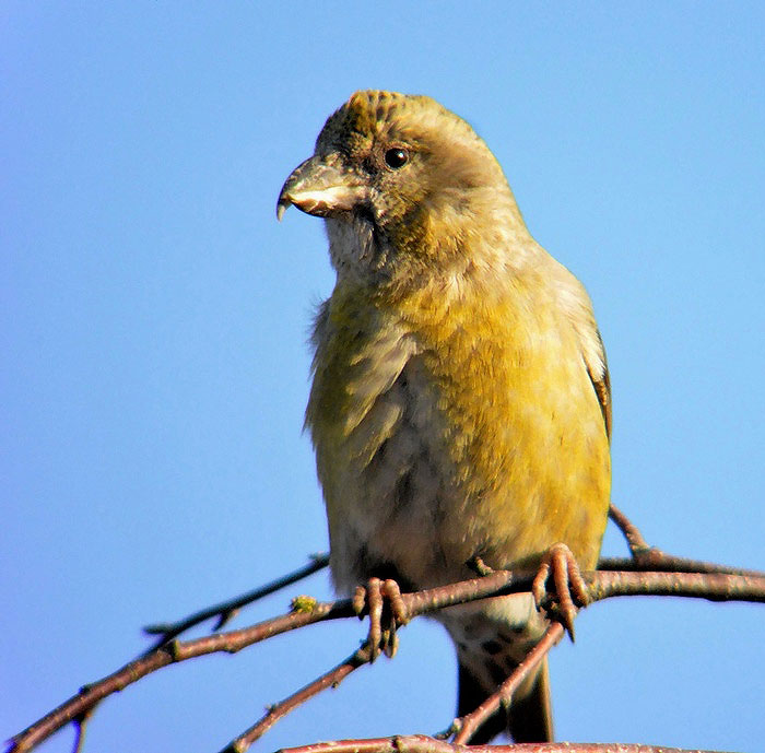 Crossbill