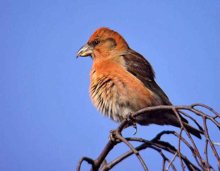 Crossbill