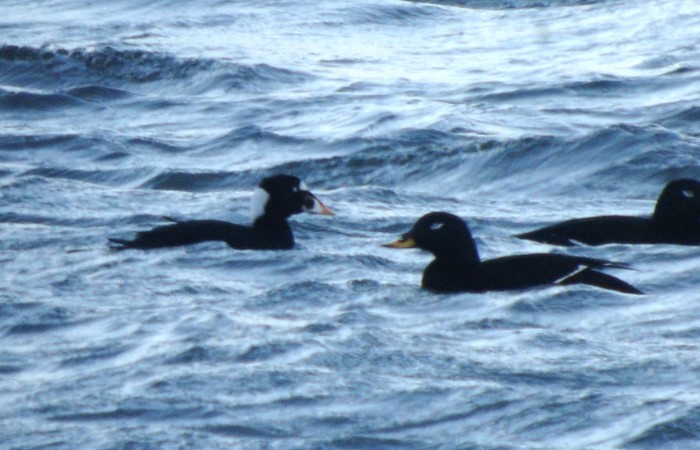 Surf Scoter