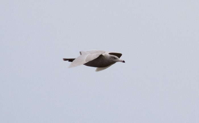 Glaucous Gull