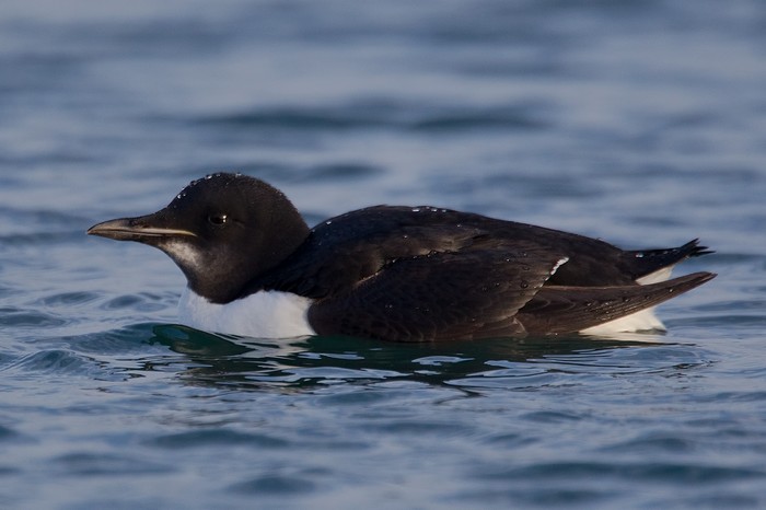 Brunnich's Guillemot