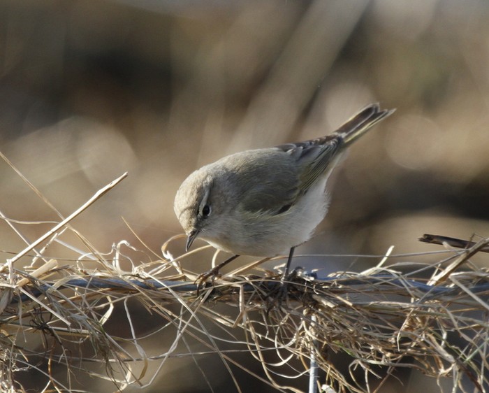 Siberian Chiffchaff