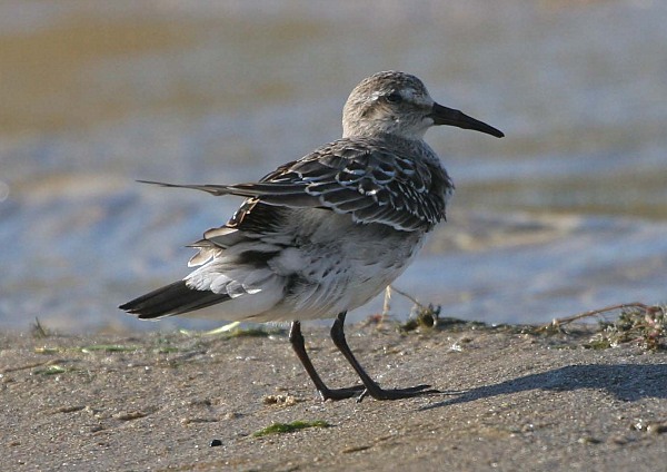 White-rumped Sandpiper
