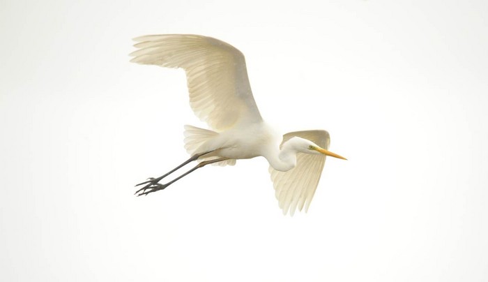 Great White Egret