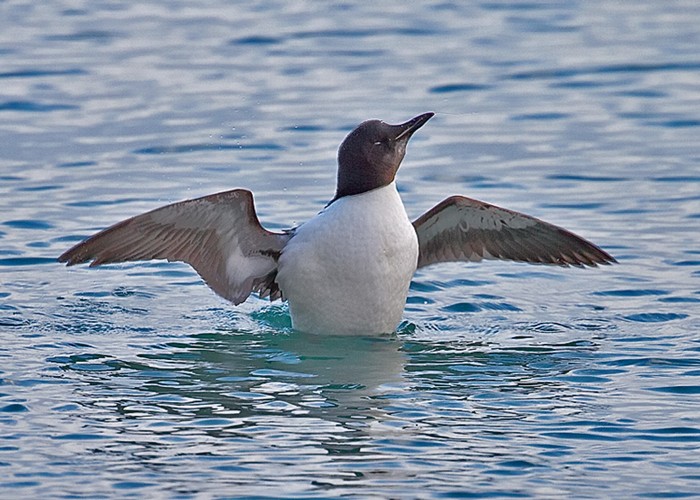 Brunnich's Guillemot