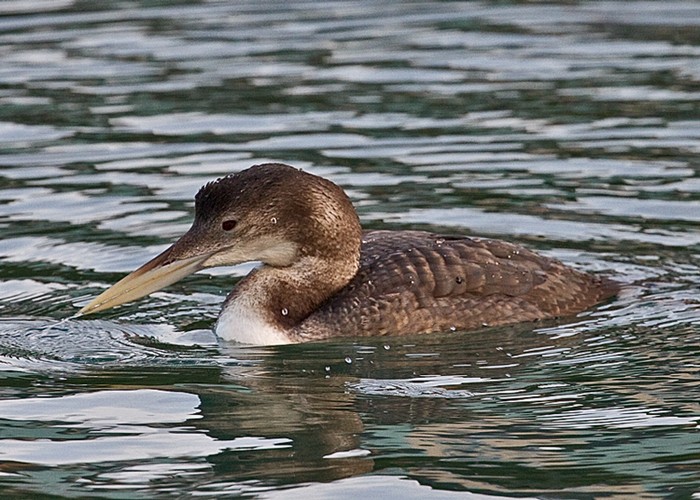 White-billed Diver