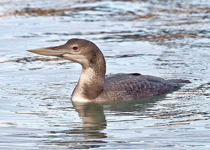 White-billed Diver
