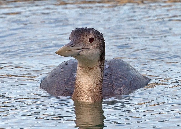 White-billed Diver
