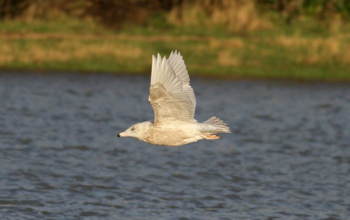 Glaucous Gull