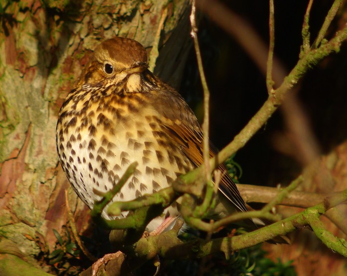 Song Thrush