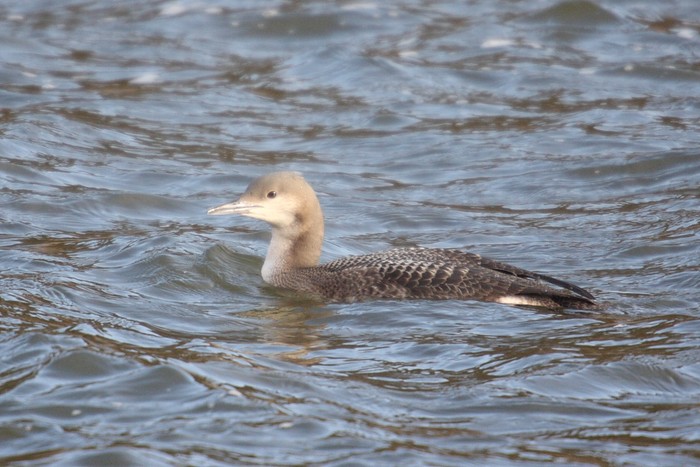 Black-throated Diver
