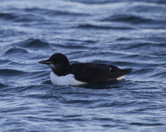 Brunnich's Guillemot
