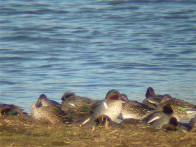 Green-winged Teal