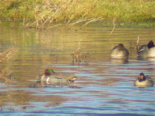 Green-winged Teal