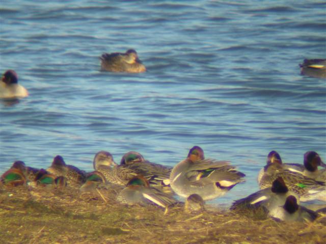 Green-winged Teal