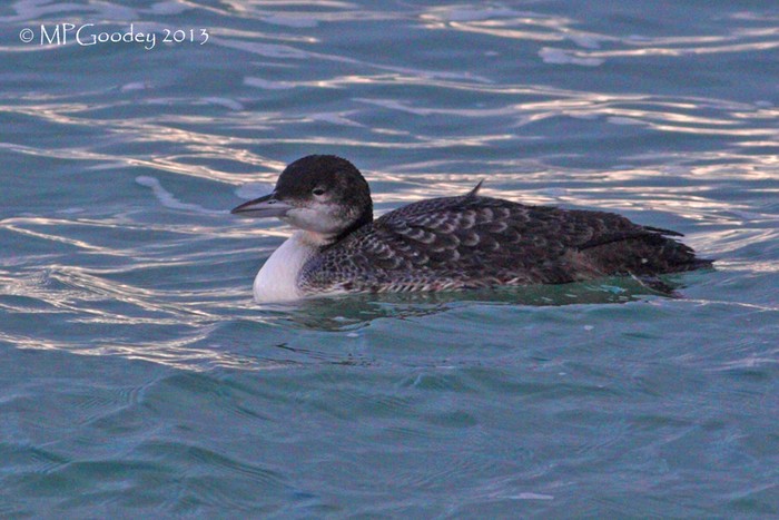 Great Northern Diver