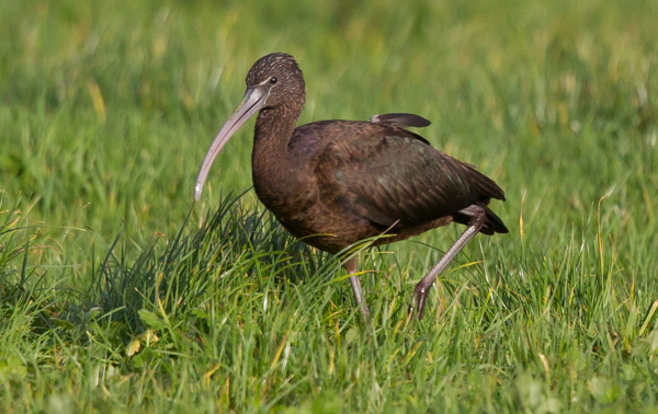 Glossy Ibis
