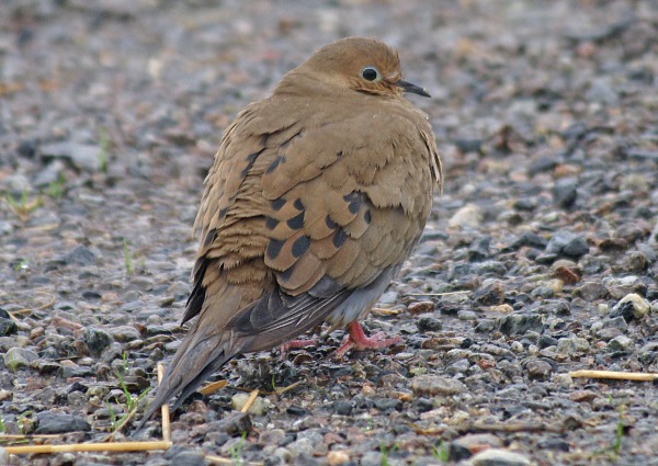 Mourning Dove