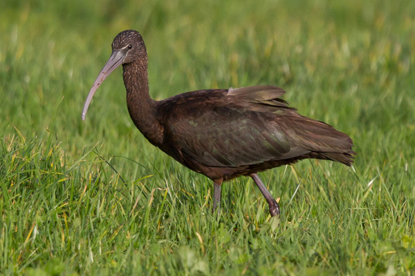 Glossy Ibis