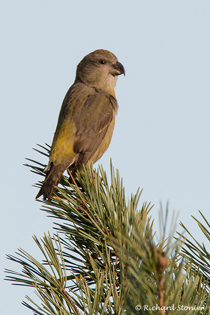 Parrot Crossbill