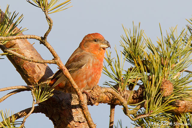 Parrot Crossbill