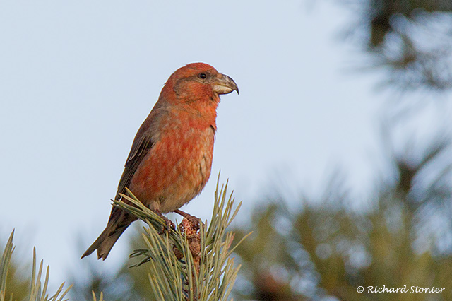 Parrot Crossbill