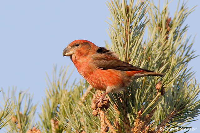 Parrot Crossbill