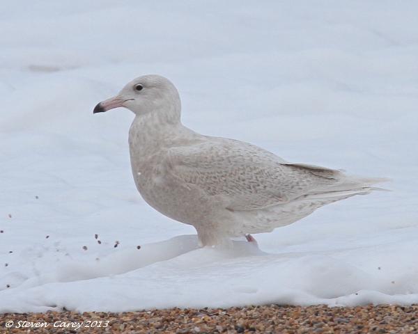 Glaucous Gull