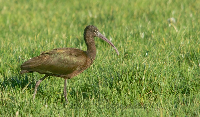 Glossy Ibis