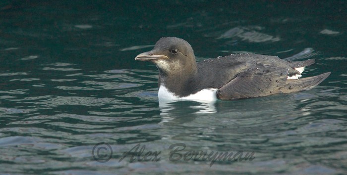 Brunnich's Guillemot